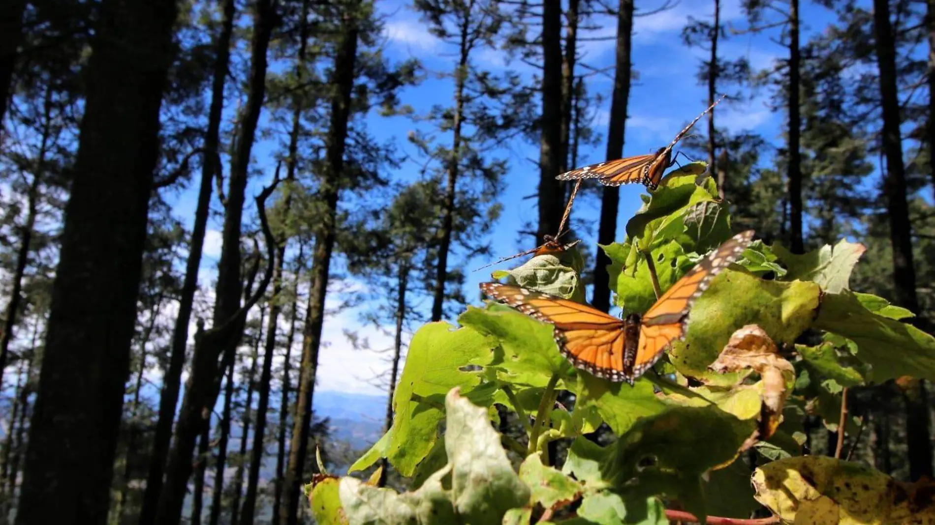 Mariposas Monarca en Santuario